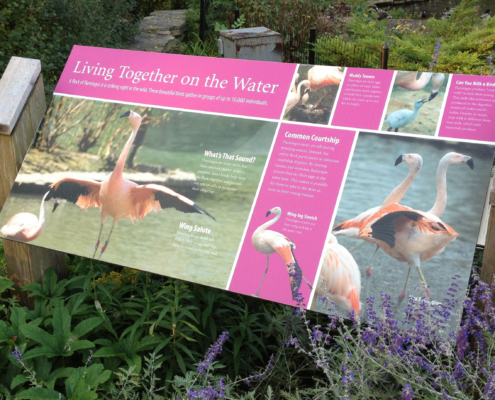 animal identity sign featuring Flamingos