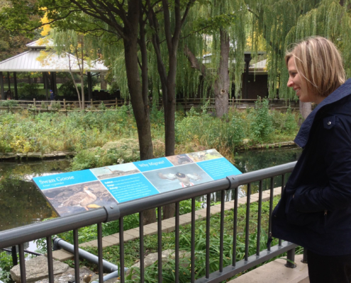 woman viewing rail mounted animal identity sign featuring Swan Goose