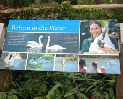 animal identity sign featuring swans