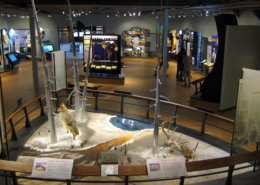Custom Museum Exhibit Signage