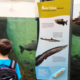 Boy with pack viewing fish in aquarium with large colorful interpretive sign