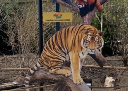 Wild Asia Directional