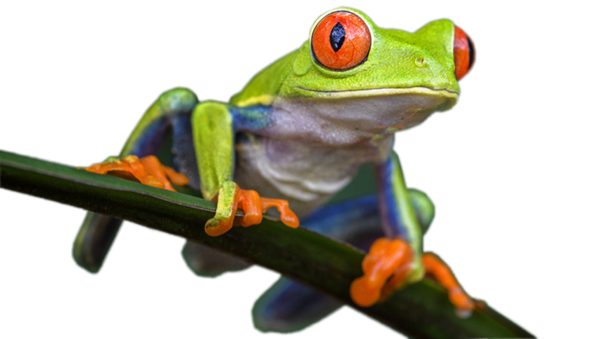iZone Frog Graphic